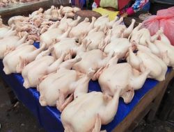 Pasca Maulid Harga Daging Ayam di Kabupaten HST Capai Rp50 Ribu Per Kilogram