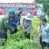 Panen Padi dan Cabai di Hamayung, HSS Tegaskan Komitmen Dukung Ketahanan Pangan Lokal