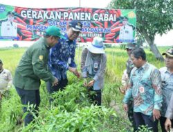 Panen Padi dan Cabai di Hamayung, HSS Tegaskan Komitmen Dukung Ketahanan Pangan Lokal