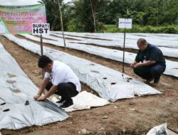 Bupati HST Samsul Rizal Tanam Perdana Cabai Besar di Desa Dangu