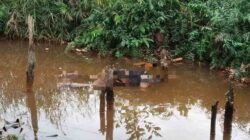 Mayat Laki-Laki Tanpa Identitas Ditemukan di Parit Jalan Trans Kalimantan Pulang Pisau