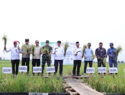 Panen Raya Nasional Bersama Presiden, Gubernur Muhidin Tegaskan Kalsel Surplus Beras 1,2 Juta Ton