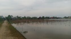 Banjir Rendam Lahan Pertanian, 1.297 Hektare Sawah di Banjar Alami Puso