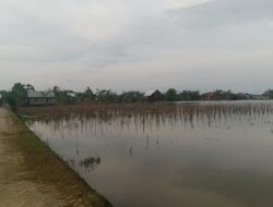 Banjir Rendam Lahan Pertanian, 1.297 Hektare Sawah di Banjar Alami Puso