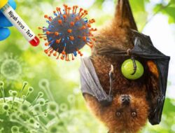 Belum Ada Kasus, Kalsel Perkuat Kesiapsiagaan Hadapi Ancaman Virus Nipah