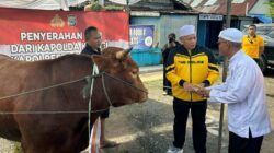 Polda Kalsel Serahkan Sapi Limosin untuk Dukung Haul ke-6 Guru Zuhdi