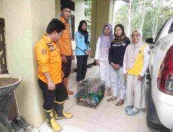 Langka dan Dilindungi, Anggota TRC Balangan Amankan Anak Bekantan di Kelurahan Batupiring