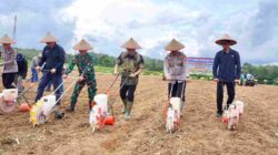 Balangan Tanam Jagung Serentak Dukung Swasembada Pangan