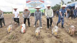Tanam Jagung Serentak di Tala, Kalsel Dukung Target Swasembada Pangan