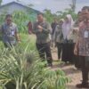 Dorong Swasembada Pangan, Kementan Tinjau Hilirisasi Nanas di Batola