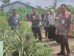 Dorong Swasembada Pangan, Kementan Tinjau Hilirisasi Nanas di Batola