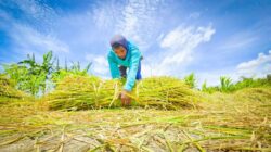 Ekspor Pertanian Meningkat, Indonesia Kian Kompetitif di Pasar Global