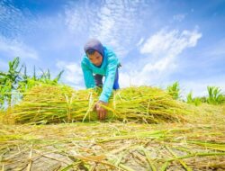 Ekspor Pertanian Meningkat, Indonesia Kian Kompetitif di Pasar Global
