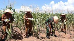 Wabup Kotabaru Panen Perdana Jagung Manis, Manfaatkan Lahan Tidur Pemda