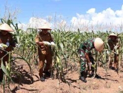 Wabup Kotabaru Panen Perdana Jagung Manis, Manfaatkan Lahan Tidur Pemda