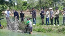 Panen Perdana Papuyu Sukses, Bantuan Gubernur Berbuah 1,3 Ton