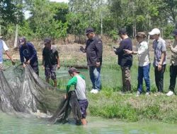 Panen Perdana Papuyu Sukses, Bantuan Gubernur Berbuah 1,3 Ton