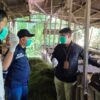 Jelang Iduladha, DKP3 Balangan Intensifkan Pemeriksaan Hewan Kurban