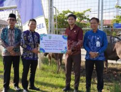 Sambut Iduladha, Pemkab Balangan Salurkan 24 Ekor Sapi Kurban ke Desa-desa
