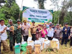 Panen Perdana di Ampari Bura, Barito Timur Perkuat Langkah Menuju Kemandirian Pangan