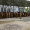 Setwan Balangan Perketat Disiplin Pegawai, ASN Mangkir Apel Terancam Pemotongan Gaji