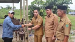 Pemkab Pulang Pisau Salurkan 50 Ekor Sapi Kurban Jelang Iduladha 1447 H