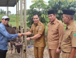 Pemkab Pulang Pisau Salurkan 50 Ekor Sapi Kurban Jelang Iduladha 1447 H