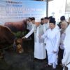 Sapi Kurban Presiden Berbobot 1,3 Ton Diserahkan di Masjid Sabilal Muhtadin