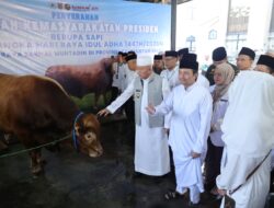 Sapi Kurban Presiden Berbobot 1,3 Ton Diserahkan di Masjid Sabilal Muhtadin