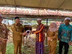 Bupati Batola Serahkan Dua Sapi Kurban Bantuan Presiden untuk Warga Mandastana