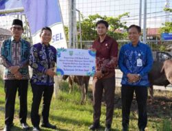 Bank Kalsel Salurkan 24 Sapi Kurban untuk Warga Balangan melalui Program CSR