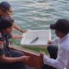 Belida Langka Diselamatkan! Dislautkan Kalsel Lepasliarkan Ikan Dilindungi ke Waduk Riam Kanan