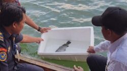 Belida Langka Diselamatkan! Dislautkan Kalsel Lepasliarkan Ikan Dilindungi ke Waduk Riam Kanan