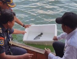 Belida Langka Diselamatkan! Dislautkan Kalsel Lepasliarkan Ikan Dilindungi ke Waduk Riam Kanan