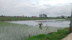 Asa Petani Jejangkit di Tengah Geliat Pertanian : Butuh Solusi Banjir dan SPBU Khusus
