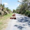 Jalan Umum Jadi Tempat Penumpukan Sawit, Perusahaan Janji Tegur Pemanen