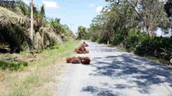 Jalan Umum Jadi Tempat Penumpukan Sawit, Perusahaan Janji Tegur Pemanen