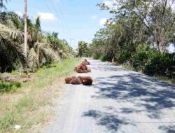 Jalan Umum Jadi Tempat Penumpukan Sawit, Perusahaan Janji Tegur Pemanen