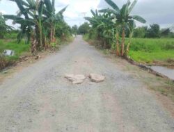Kuripan, Satu-Satunya Kecamatan di Batola yang Jalan Utamanya Belum Beraspal : Hambat Perekonomian Warga