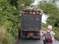 Truk Sawit Diduga Langgar Jam Operasional dan Tonase, Komisi III DPRD Batola Minta Dishub Perketat Pengawasan