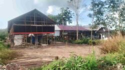 Produksi Ayam Broiler Batola Capai 2 Juta Ekor per Tahun, Disbunak Bidik Penguatan Pasar Lokal