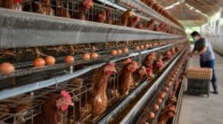 Firman Yusi Minta Pemprov Kalsel Lindungi dan Perkuat Peternak Ayam Petelur Lokal