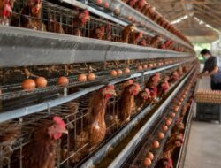 Firman Yusi Minta Pemprov Kalsel Lindungi dan Perkuat Peternak Ayam Petelur Lokal