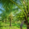 Komisi II Minta CSR Selamatkan Program Kelapa Dalam Kalsel