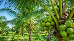 Komisi II Minta CSR Selamatkan Program Kelapa Dalam Kalsel