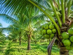 Komisi II Minta CSR Selamatkan Program Kelapa Dalam Kalsel