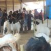 Kontes Kambing Se-Banua 6 di Balangan Didorong Jadi Pintu Pasar Peternak
