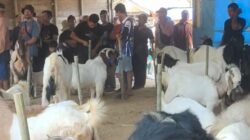 Kontes Kambing Se-Banua 6 di Balangan Didorong Jadi Pintu Pasar Peternak