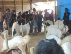 Kontes Kambing Se-Banua 6 di Balangan Didorong Jadi Pintu Pasar Peternak