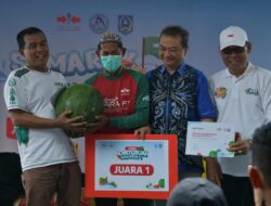 Panen Raya Semangka AMARA F1, Komoditas Baru Penopang Ekonomi Petani Daha